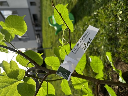 Župan zasadil lipo ob Mestni tržnici (5)